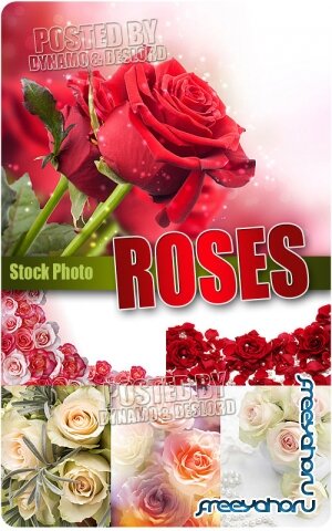 Roses mix - UHQ Stock Photo