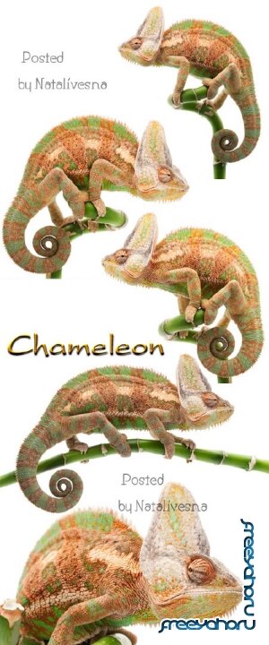  / Chameleon - Stock photo