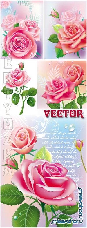    / Beautiful pink roses - vector clipart