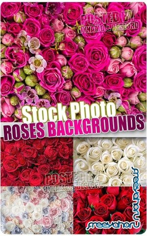 Фоны из роз - Растровый клипарт